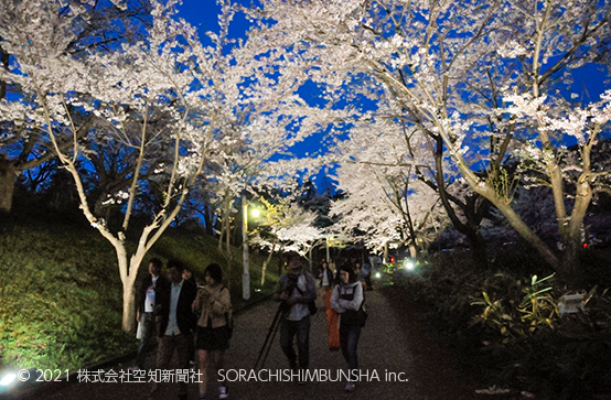 ２年ぶり夜桜ライトアップ 美唄 空知のニュースならプレス空知 地域 生活情報を届ける地方紙