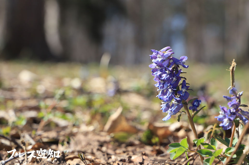 見ごろを迎えつつあるエゾエンゴサク